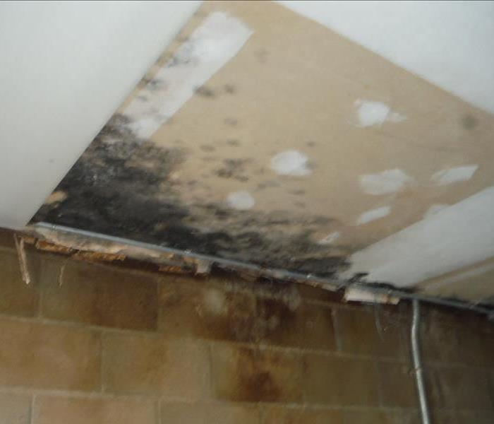 Mold on the drywall