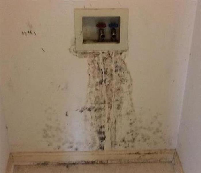 mold and water damaged back wall in a utility closet