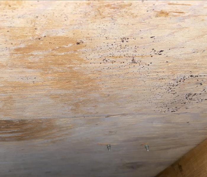 mold growing on wood in crawl space in house
